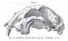 Dinaelurus Skull Drawing
